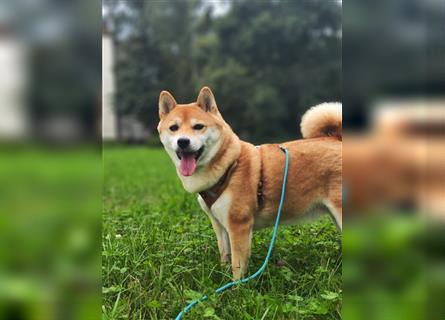 Reinrassiges Shiba Inu Weibchen 