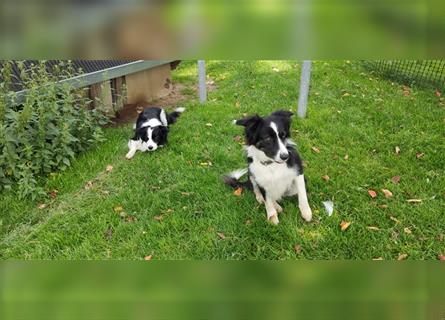 Border Collie Welpen