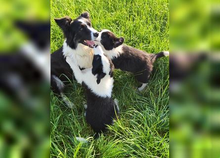 Border Collie Welpen