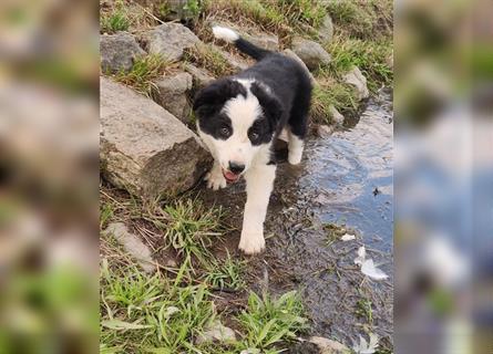 Border Collie Welpen