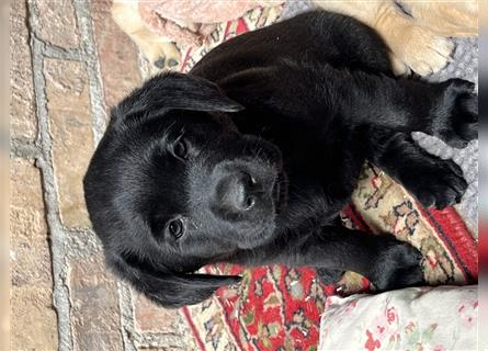 2 tolle Labradormädchen in schwarz m.P.
