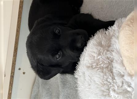Superliebe Labrador Retriever Welpen braun und schwarz