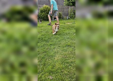 Australian Shepherd Welpen, ASCA-Papieren, Showlinie.