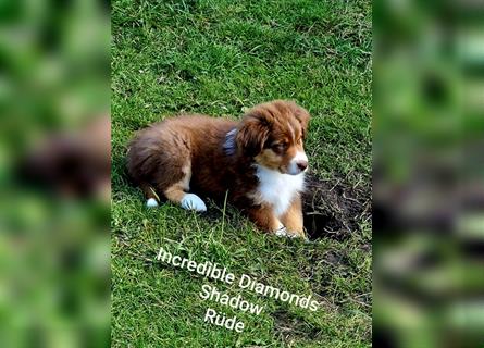 Australian Shepherd Welpen, ASCA-Papieren, Showlinie.