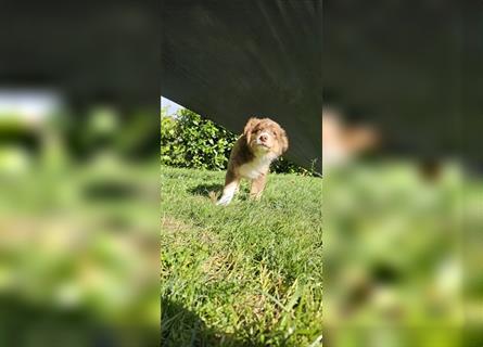 Australian Shepherd Welpen, ASCA-Papieren, Showlinie.