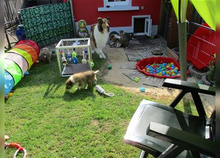 Collie Langhaar Welpen 1. Hündin frei