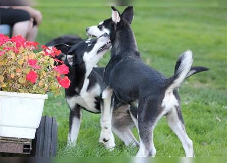 Husky- Dobermann- Mix