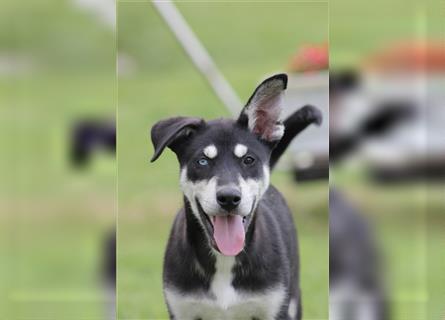 Husky- Dobermann- Mix