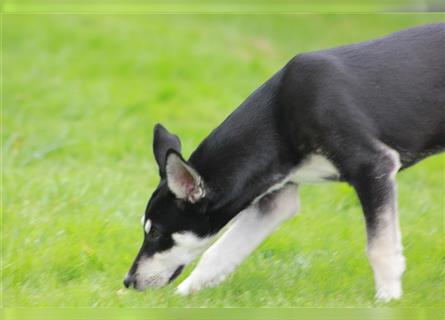 Husky- Dobermann- Mix