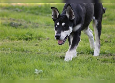 Husky- Dobermann- Mix