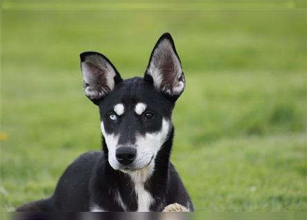 Husky- Dobermann- Mix