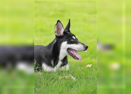 Husky- Dobermann- Mix