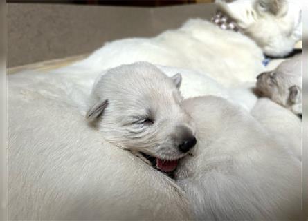 weißer Schäferhund Welpe Rüde