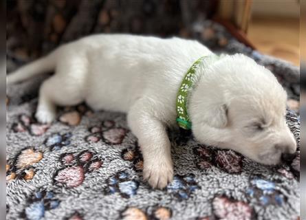 weißer Schäferhund Welpe Rüde