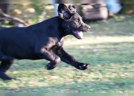 Schwarze Labradorwelpen