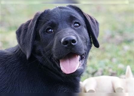 Schwarze Labradorwelpen