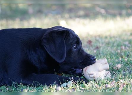 Schwarze Labradorwelpen