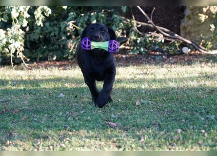 Schwarze Labradorwelpen