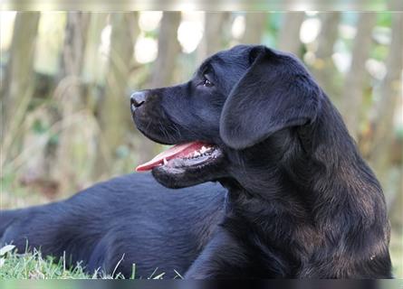 Schwarze Labradorwelpen