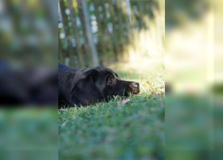 Schwarze Labradorwelpen