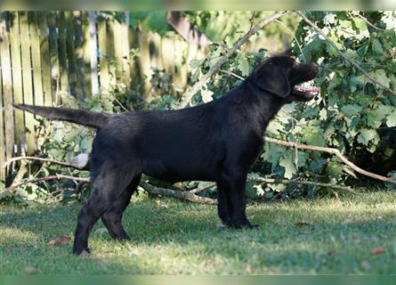 Schwarze Labradorwelpen