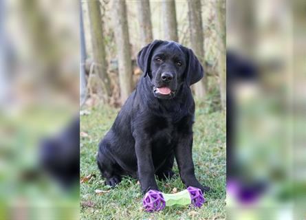 Schwarze Labradorwelpen