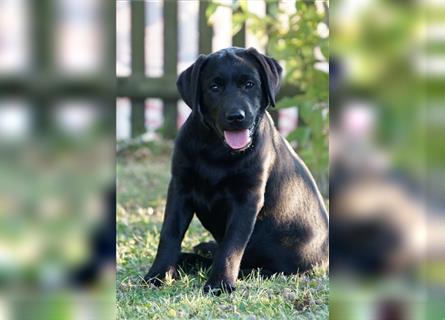 Schwarze Labradorwelpen