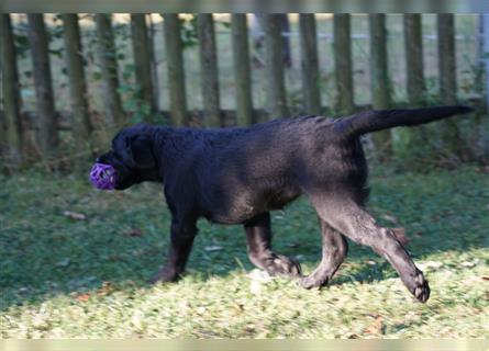 Schwarze Labradorwelpen