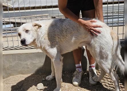 Cucciolo: ein Seelenhund sucht seine Menschen