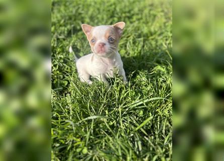 Wunderschöne Chihuahua Welpen