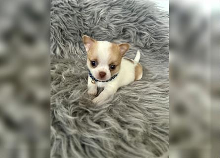 Wunderschöne Chihuahua Welpen