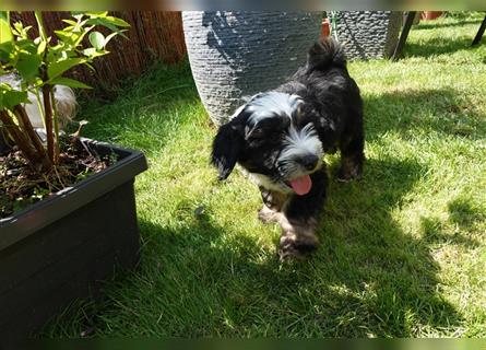 Tibet Terrier Welpe♥. 3/4 Preis wegen eigenem Urlaub❤