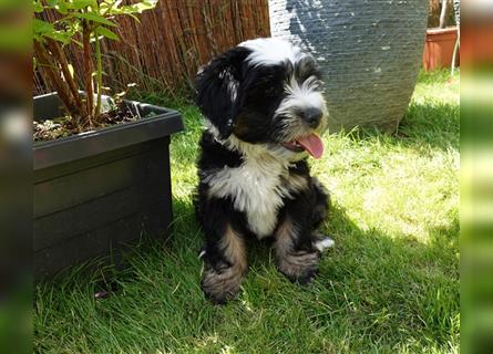 Tibet Terrier Welpe♥. 3/4 Preis wegen eigenem Urlaub❤