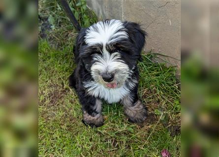 Tibet Terrier Welpe♥. 3/4 Preis wegen eigenem Urlaub❤