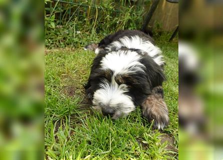 Tibet Terrier Welpe♥. 3/4 Preis wegen eigenem Urlaub❤