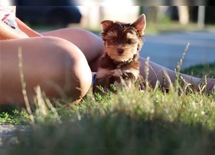 Chocolate und biro yorkshire terrier aus Europameister Verpaarung