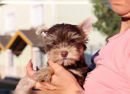 Chocolate und biro yorkshire terrier aus Europameister Verpaarung