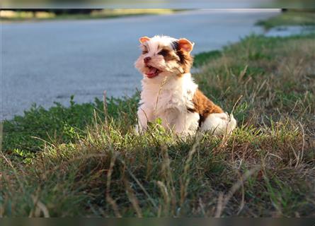 Chocolate und biro yorkshire terrier aus Europameister Verpaarung