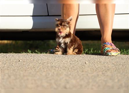 Chocolate und biro yorkshire terrier aus Europameister Verpaarung