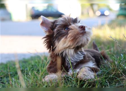 Chocolate und biro yorkshire terrier aus Europameister Verpaarung