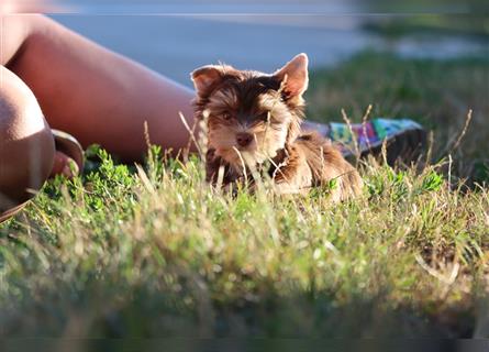 Chocolate und biro yorkshire terrier aus Europameister Verpaarung