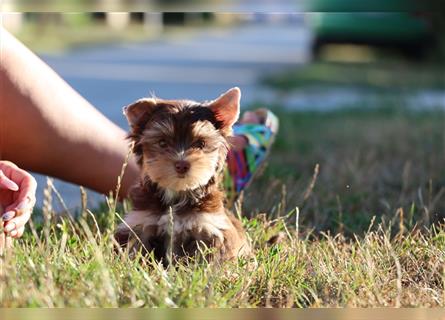 Chocolate und biro yorkshire terrier aus Europameister Verpaarung