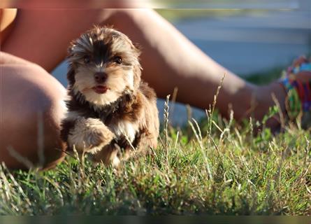 Chocolate und biro yorkshire terrier aus Europameister Verpaarung