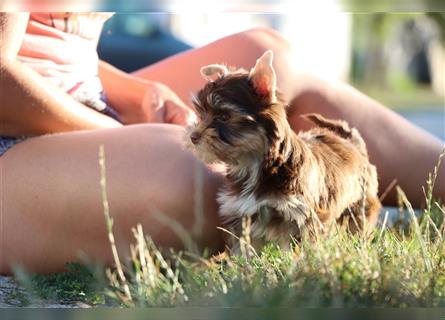 Chocolate und biro yorkshire terrier aus Europameister Verpaarung