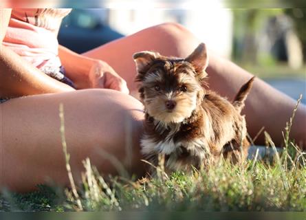 Chocolate und biro yorkshire terrier aus Europameister Verpaarung