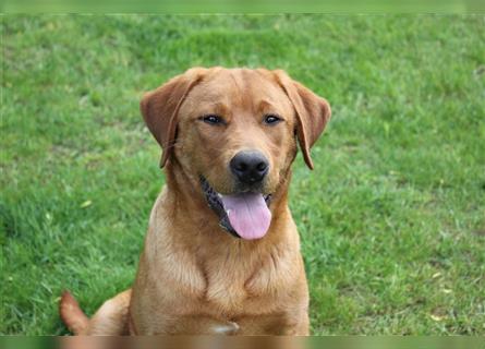 Wunderschöne Labrador/Entlebucher Sennenhund Welpen