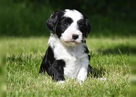 bezaubernde, traumhaft hübsche Tibet Terrier aus verantwortungsvoller Zucht