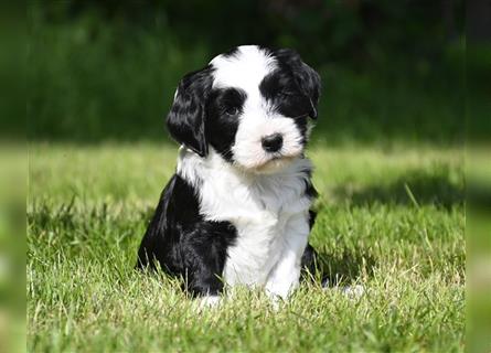 bezaubernde, traumhaft hübsche Tibet Terrier aus verantwortungsvoller Zucht