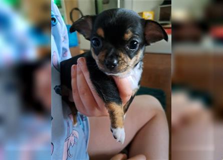 Chihuahua Welpen ab 13.07.2024 abzugeben