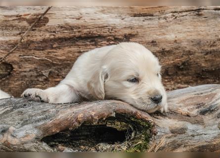 Golden Retriever Welpen - Hündin